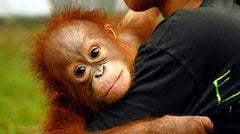 the Orangutan Project